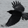the_raven