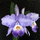 Орхидея53